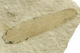 Eocene Fossil Cricket and Mimosite Leaf - Green River Formation #368755-2